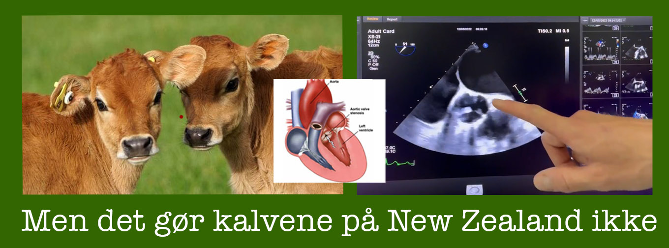 kalveheadline